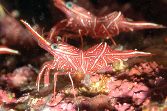  Rhynchocinetes durbanensis (Dancing Shrimp, Camelback Shrimp, Hingebeak Shrimp)